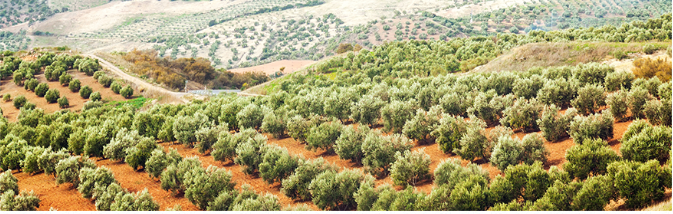 NSK歷史1 NSK歷史1